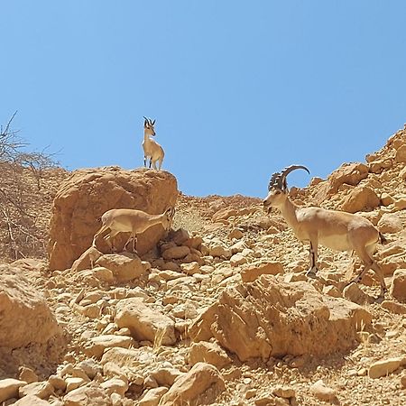 Unique&Warmy Place In The Dead Sea Avnat Luaran gambar