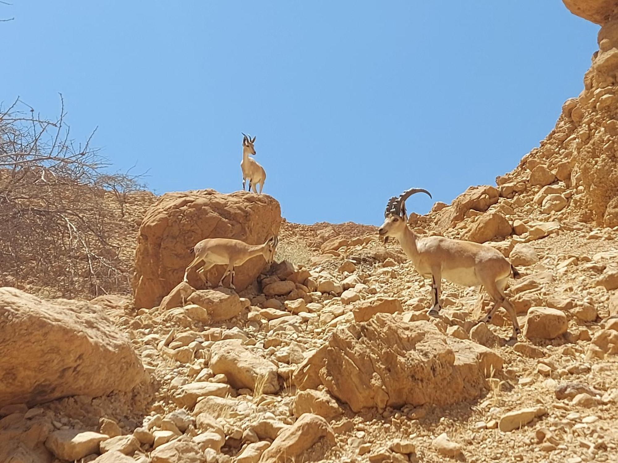 Unique&Warmy Place In The Dead Sea Avnat Luaran gambar